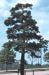 Pinus sylvestris: Scots Pine Seeds