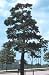 Pinus sylvestris: Scots Pine Seeds