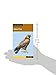 Birds of Prey (Falcon Pocket Guides)