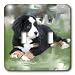 Dogs Bernese Mountain Dog - Bernese Mountain Dog - Light Switch Covers - double toggle switch