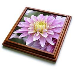 Dahlia Flower- Zen Flowers- Floral Photography - 8x8 Trivet With 6x6 Ceramic Tile
