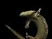 A hellbender frog Photographic Poster Print by Joel Sartore, 16x12