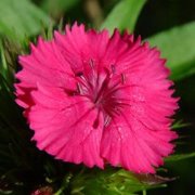 Sweet William (Dianthus barbatus) - Jumbo Wildflower Seed Packet