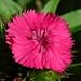 Sweet William (Dianthus barbatus) - Jumbo Wildflower Seed Packet