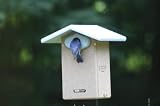 Recycled Ultimate Bluebird House w/Camera