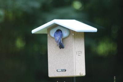 Recycled Ultimate Bluebird House w/Camera