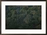 Aerial view of a rainforest in Suriname, South America Subject Framed Art Poster Print by Stephen Alvarez, 29x21