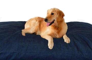 Dog Bed Pillows Review Review The Largest Jumbo Xxxl Overstuffed