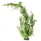 FloatingAdiantum-Giant-36in.
