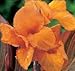 Canna Hybrid - Mixed Colours
