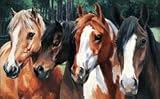 Pet Mat - 18.0 x 27.0 - Crazy Horses