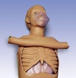 Adult CPR Torso Model#AW-W45117