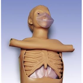 Adult CPR Torso Model#AW-W45117