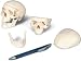 Mini Skull Model, 3 part