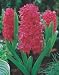 Hyacinth orientalis 