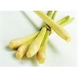 6 Fresh Lemon Grass by 