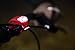 LED SAFETY LIGHT (2 Pack) - Walking, Runners, Bike, Personal Clip Safety Strobe Light Free Bonuses: Flashing Bicycle Headlight and Mini Screwdriver