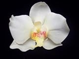 NEW White Orchid Hair Flower Clip, Limited.