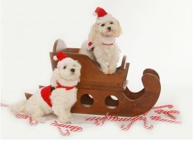 Dog Santa Suit – Santa Claus Santa Boy Harness Dog Christmas Outfit w/ Matching Hat & Leash – XXX-Large (XXXL)