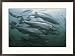 Atlantic salmon, Salmo salar, swim in a farm pen Subject Framed Art Poster Print by Bill Curtsinger, 29x21