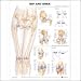 Hip and Knee - 2nd Edition Anatomical Chart Laminated (In Stock)