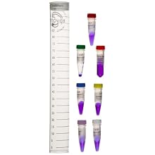 Edvotek 117-B Detection of Mad Cow Disease for 12 Gels