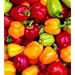 Mini Belle Pepper Mix - 50 Seeds - GARDEN FRESH PACK!