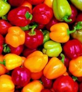 Mini Belle Pepper Mix - 50 Seeds - GARDEN FRESH PACK!