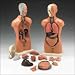 Anatomical Chart Co. Budget Peter/Petra Torso Model # CMT3