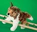 Laddie Collie Dog Plush Stuffed Toy