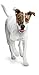Purina Alpo Brand Dog Food Gravy Cravers With Beef In Gravy Wet Dog Food, 22-Ounce Can, Pack Of 12