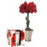 Red Amaryllis Complete Indoor Bulb Kit with Silver Pot in Gift Box - Blooms in 6-8 Weeks