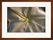 Moonflower Vine Blossom Waynesboro Pennsylvania Framed Giclee Print