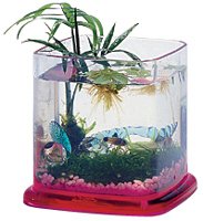 AquaVase Plastic Bowl - Candy Red (Red Sea)
