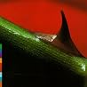 Image of album by Michael Brook