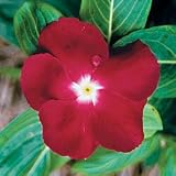 Vinca Seeds - Vinca Jaio Dark Red
