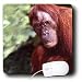 Wild animals - Orangutan - Mouse Pads