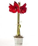 Red Holiday Amaryllis