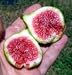 Rare White Ishia Edible Fig Plant - Ficus carica -Sweet