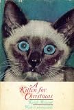 A kitten for Christmas
