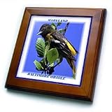 Maryland State Bird Baltimore Oriole - 8x8 Framed Tile