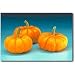 Jack Be Little Pumpkin 15 Seeds