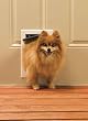 Freedom Aluminum Pet Door - Small