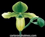Paph. venustum album x Paph. primulinum