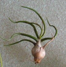 Handful of Air Plant Mini Assortment