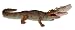 Jaw Snapping Gator