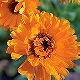 Organic Orange Zinger Calendula-100 Seeds-Hardy Annual