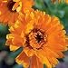 Organic Orange Zinger Calendula-100 Seeds-Hardy Annual