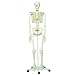 3B Scientific A10 Plastic Human Skeleton Model "Stan", on Pelvic Mounted 5 Foot Roller Stand, 66.9" Height