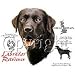 Black Labrador Retriever Adult T-Shirt